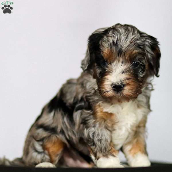 Tucker, Cavapoo Puppy